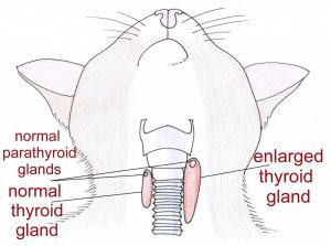 Thyroid-Gland-in-Cats