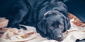 Pet Behaviours - How To Overcome Dog Separation Anxiety