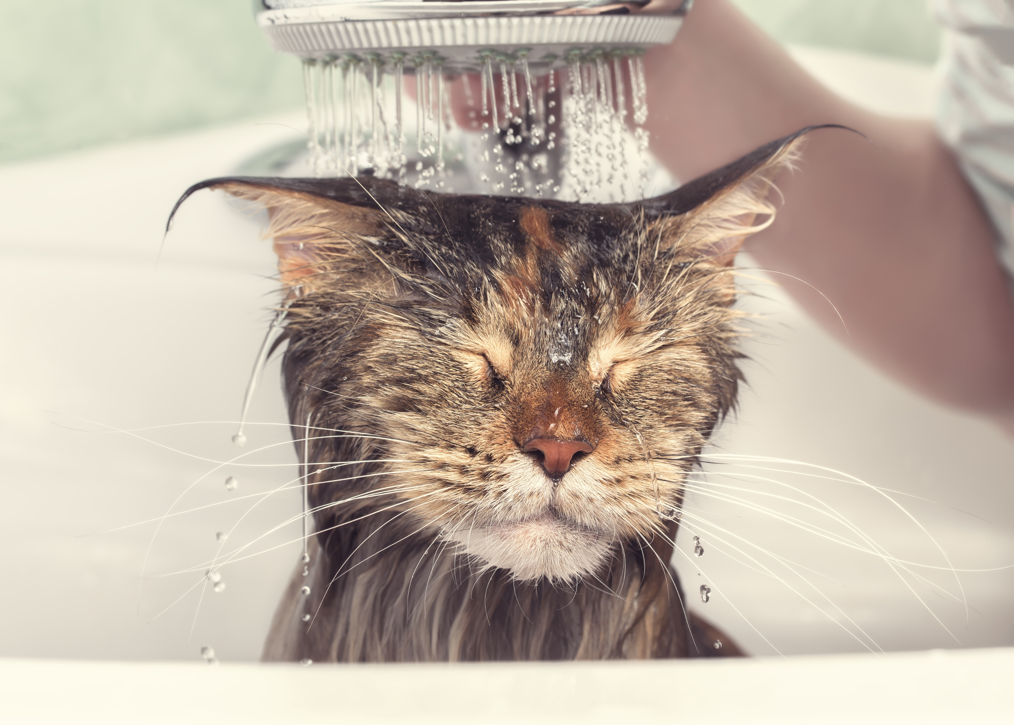 Bathe your cat, but don't get clawed