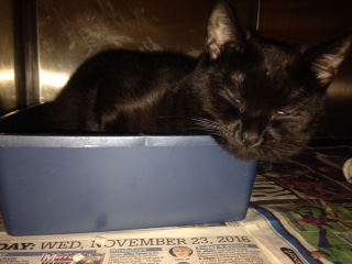 cat in litter tray