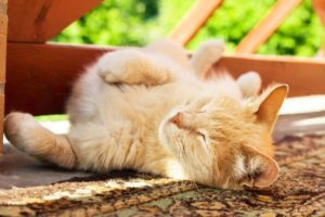 How Do I Keep My Cat Cool In The Summer And Avoid Heatstroke?