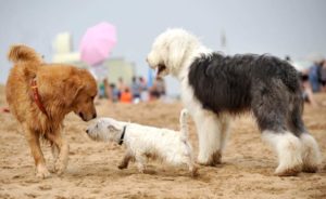 Socialising your puppy - What Is The Right Age Of Puppy To Get?