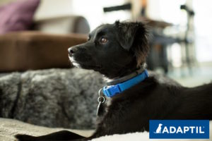 Puppy with Adaptil collar