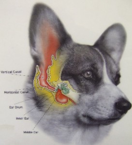 dog ears